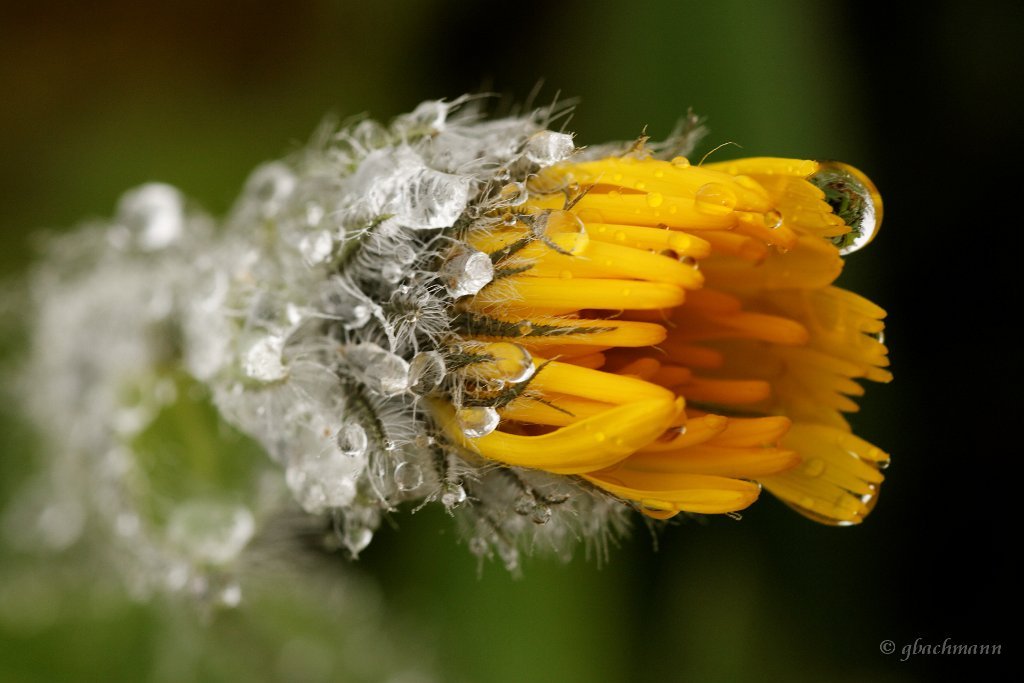 20090803_110_raw